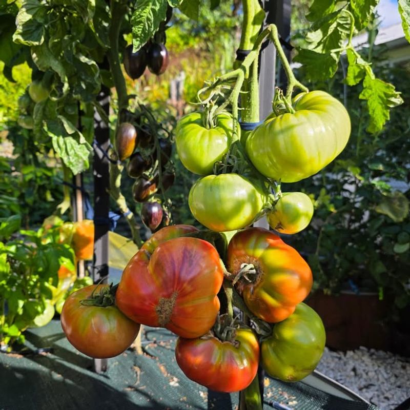 Choose Heat-Tolerant Varieties Suited For Georgia Summers