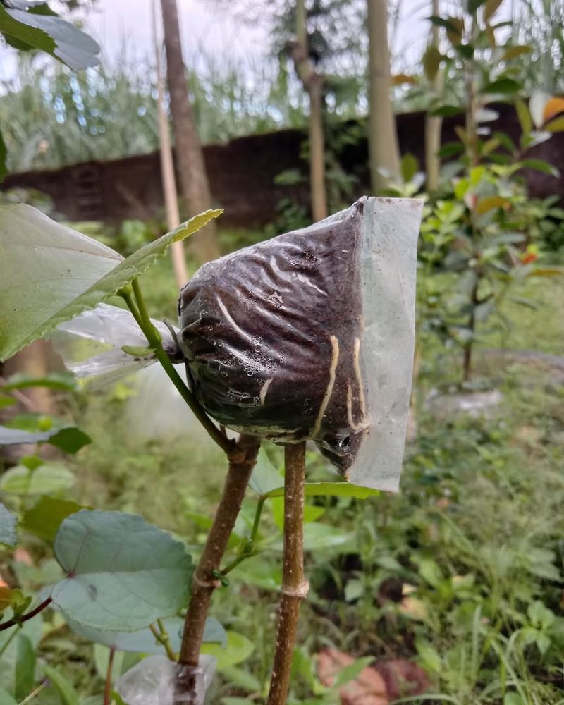 Air Layer Larger Plants