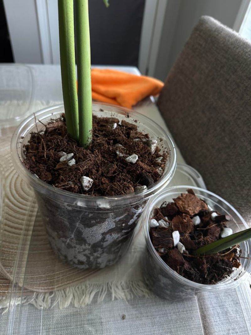 Keep Moisture Balanced