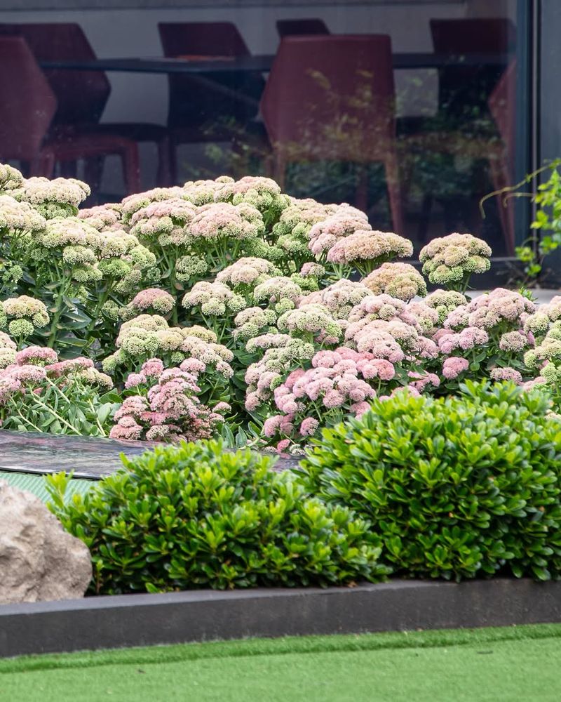 Grow Autumn Joy Sedum That Stays Tidy