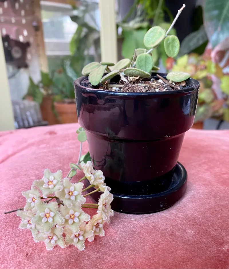 Increase Humidity In Winter