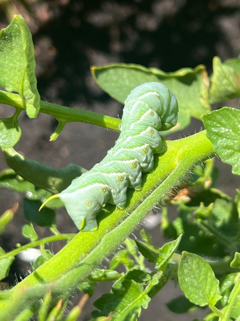 Watch For Pests And Problems Early In The Season