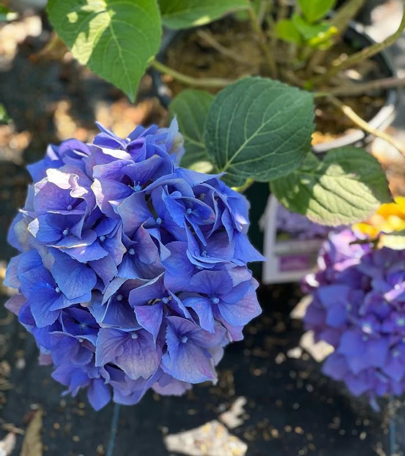 Fertilize Lightly And Correctly