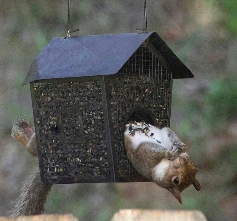 Keep Bird Feeders Tidy