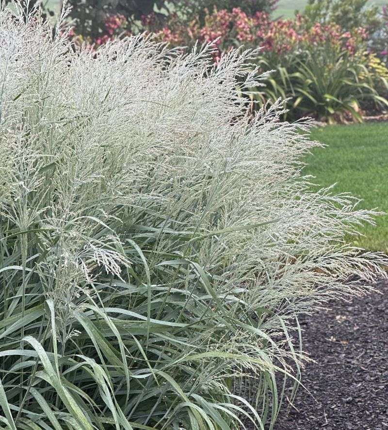 Pair Fine Textures With Broad Foliage For Visual Balance