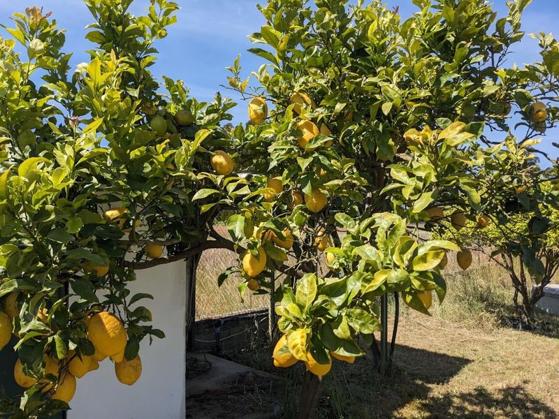 Keep Your Garden Clean and Tidy