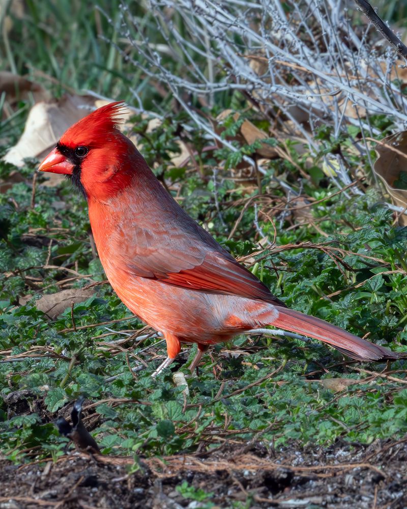 Invite Birds Into The Yard To Help Control The Problem