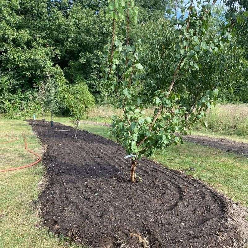 Spread Mulch Evenly Without Piling It Against Plants