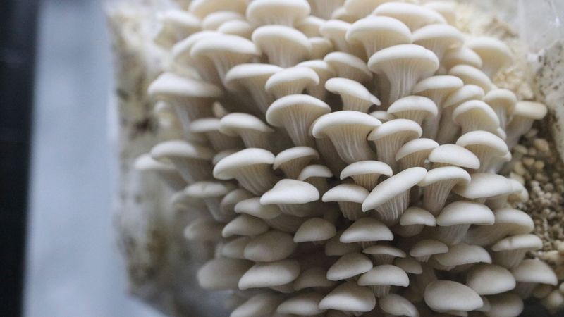 Maintain High Humidity Around 85–95%