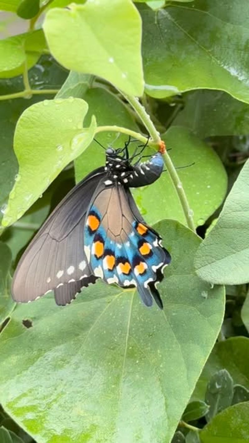 Plant Pipevine To Attract Pipevine Swallowtails