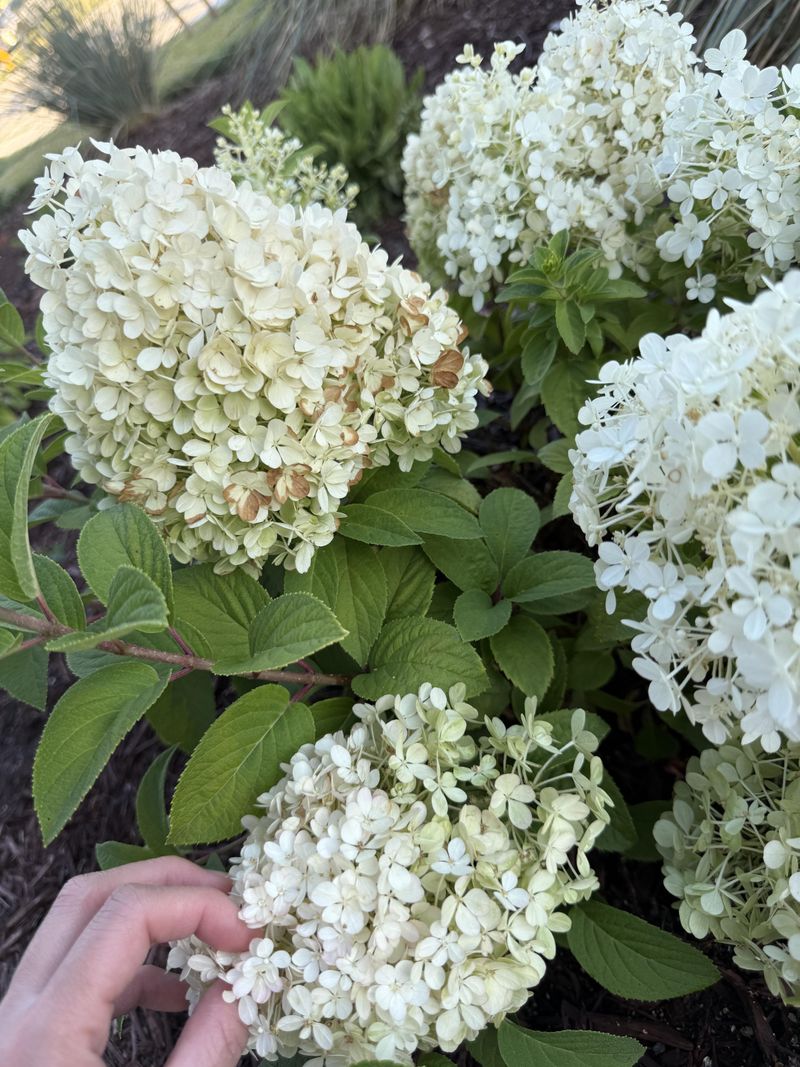 Get Big Blooms From Bobo Hydrangea