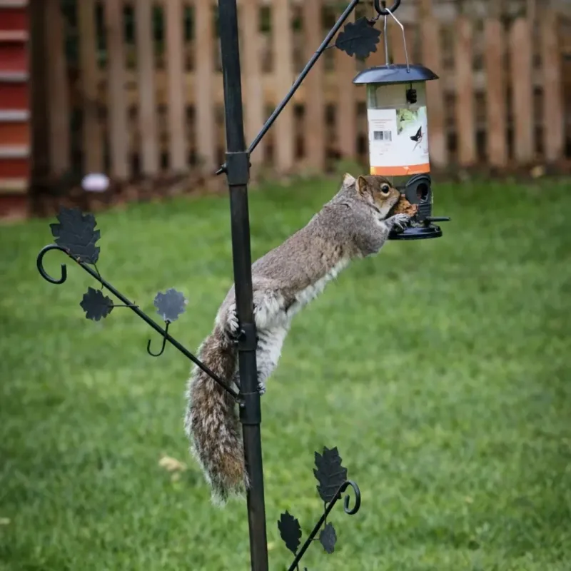 Remove Easy Food Sources Around The Yard