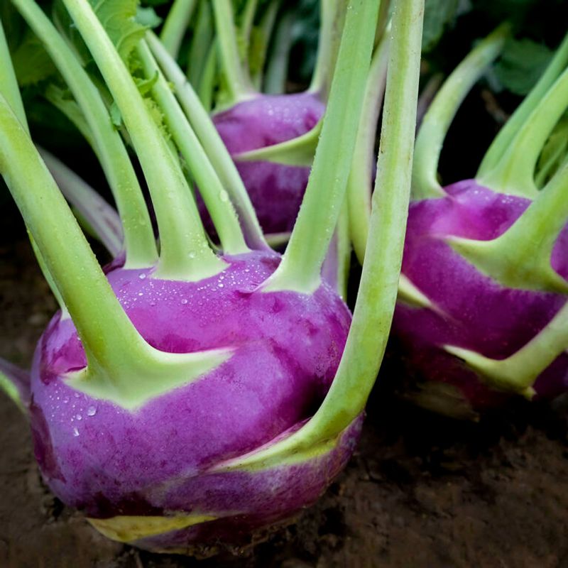 Refrigeration Extends Freshness