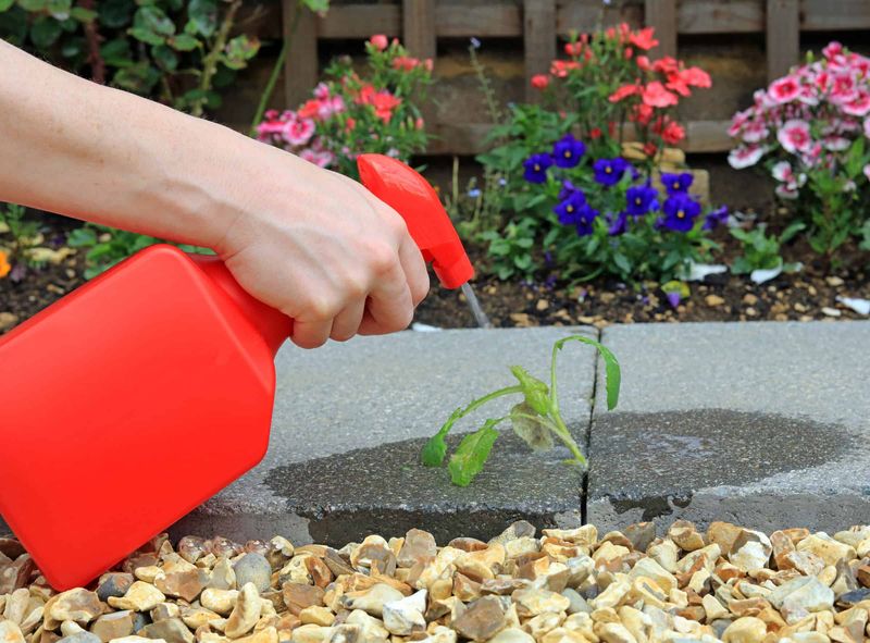 Spot Treat Weeds With Vinegar