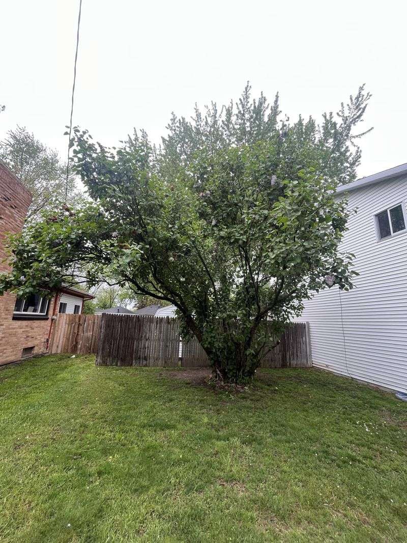 Restore Overgrown Lilacs With Renewal Pruning