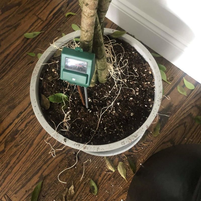 Monitor For Signs Of Over- Or Underwatering