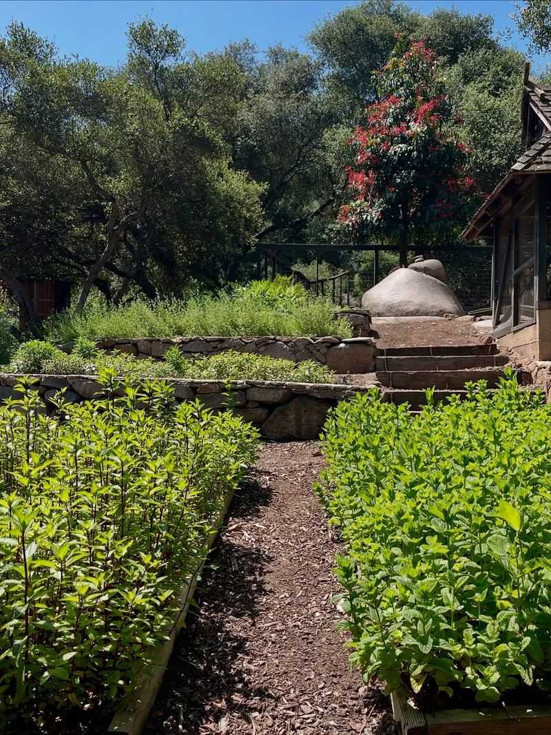 Give Mediterranean Herbs Full Sun All Day