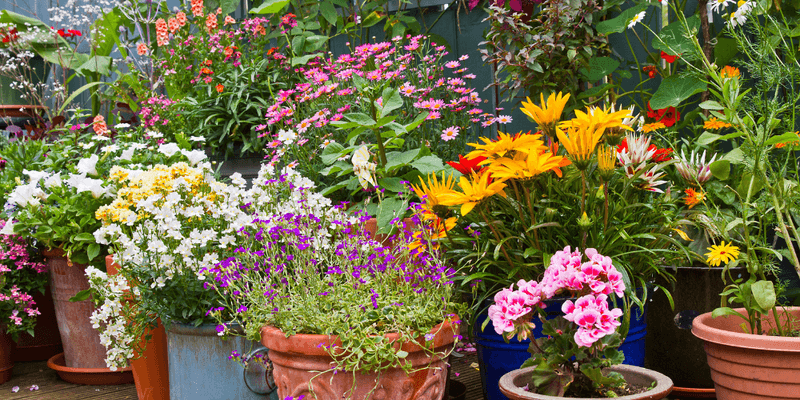 Add Instant Color With Patio And Walkway Container Gardens