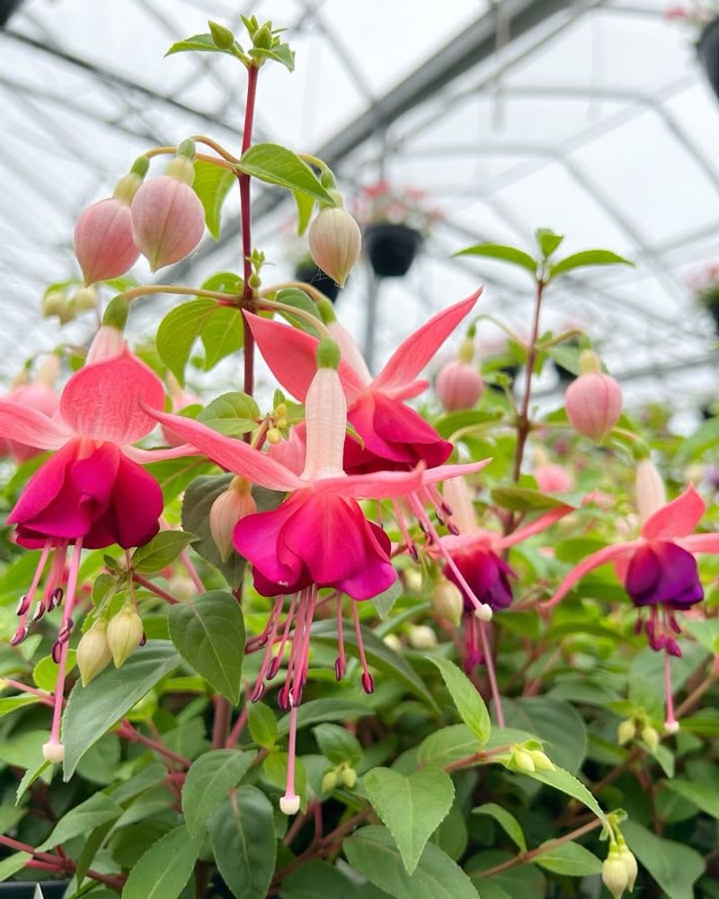 Feed Lightly During Bloom Season