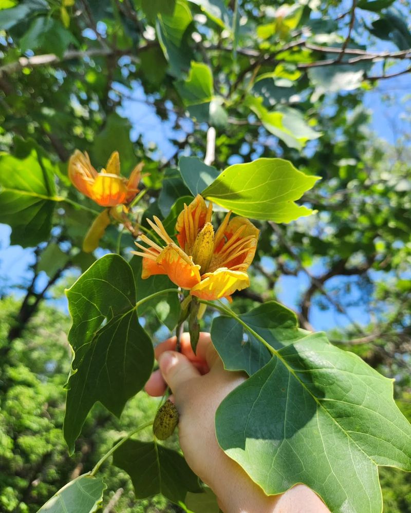 Grow Tulip Tree For Tall Structure