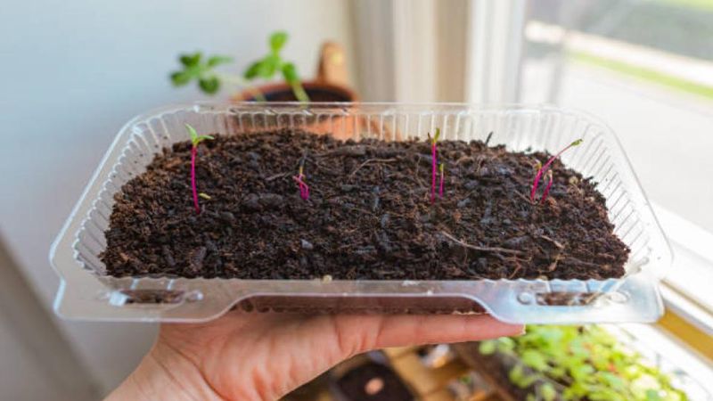 Opt For Seed-Starting Mix Or Coco Coir