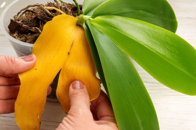 Remove Yellowing Or Damaged Leaves