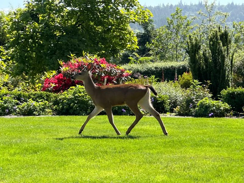 Rotate Scent Repellents Before Georgia's Spring Rains Wash Them Away