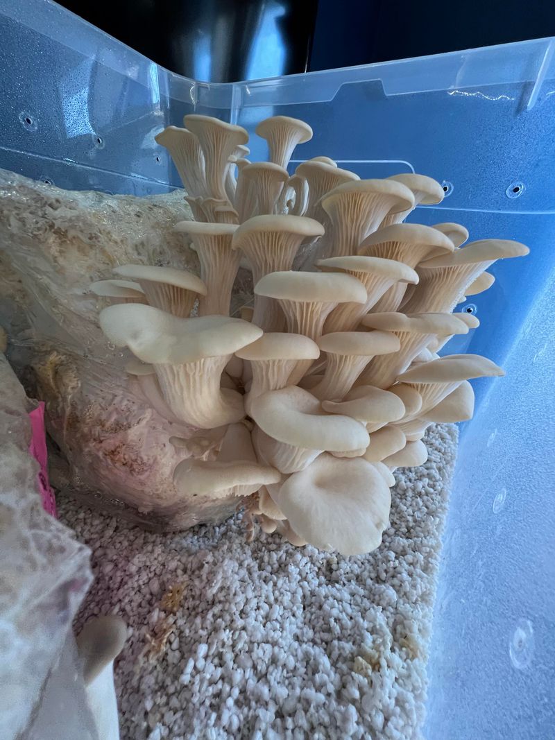 Maintain Cool Temperatures And High Humidity