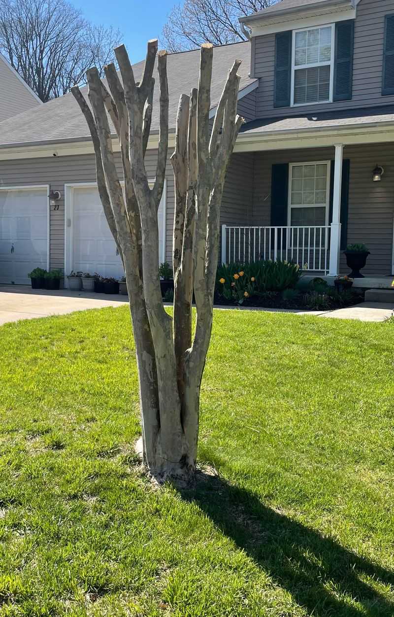 How February Pruning Pays Off