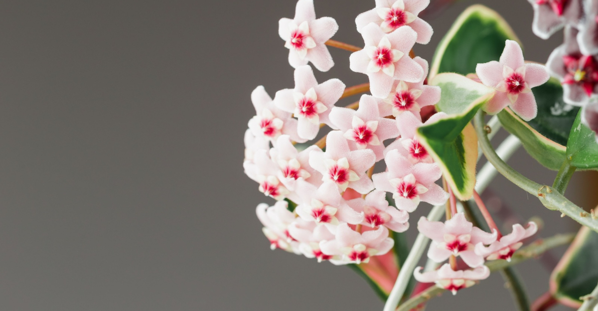 hoya carnosa flower