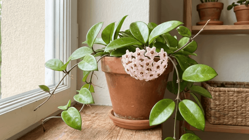 Give Bright Light (But Not Harsh Sun)