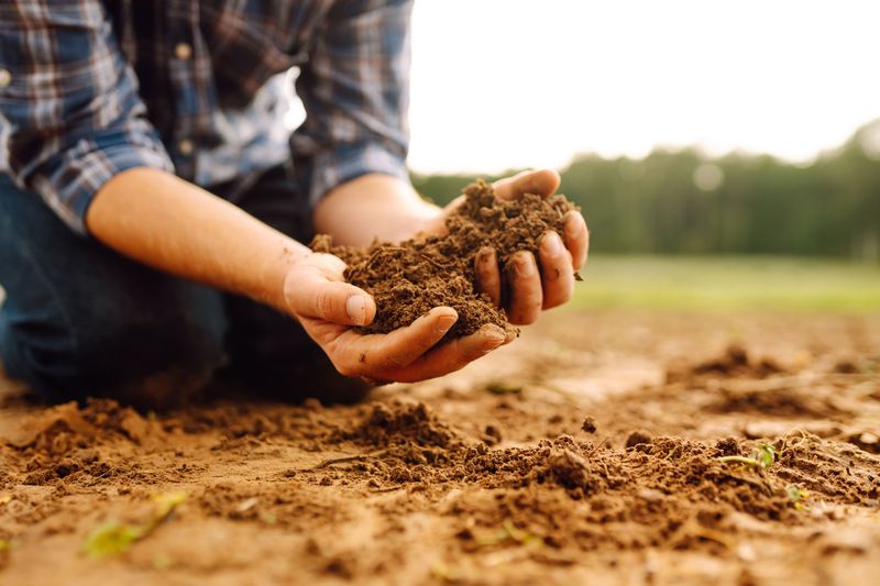 Improve Clay Soil Structure Naturally