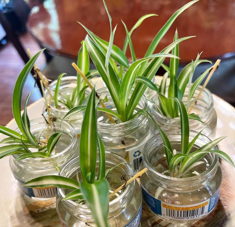 Spider Plants Multiply Easily Year-Round Indoors