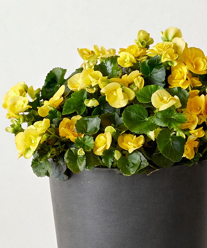 Fertilize During Active Growth