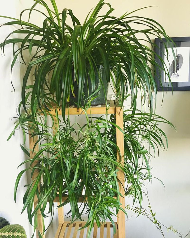 Feed Lightly During Spring