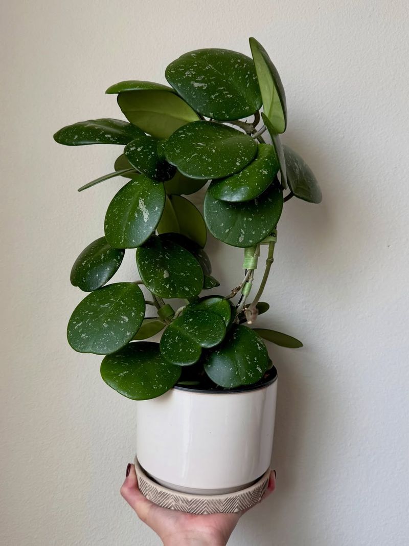 Allow Soil To Dry Between Waterings