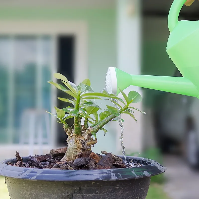 Master The Art Of Proper Watering Techniques