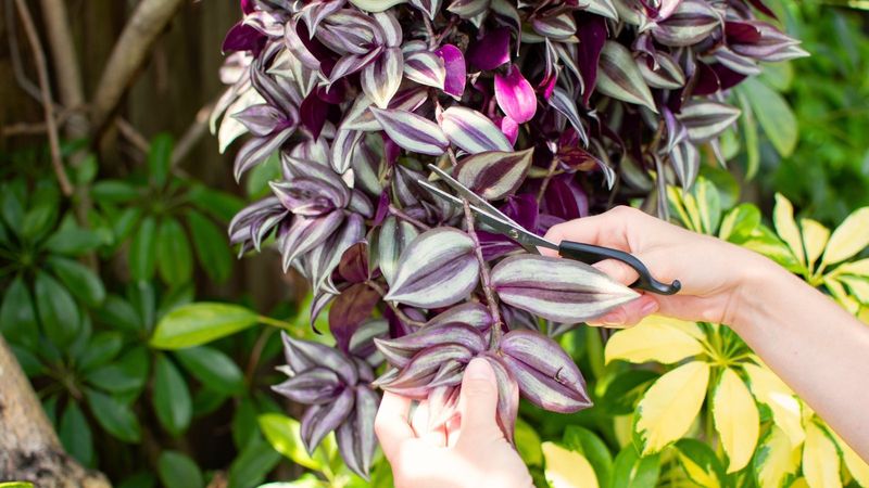 Prune Regularly To Encourage Bushy Growth