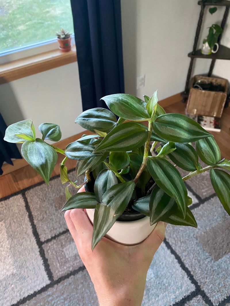 Water When The Top Soil Dries, Not On A Schedule