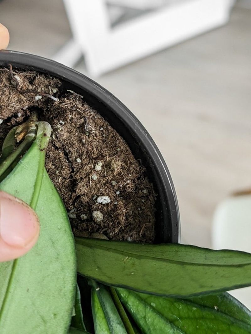 Water Only When The Soil Partly Dries Out