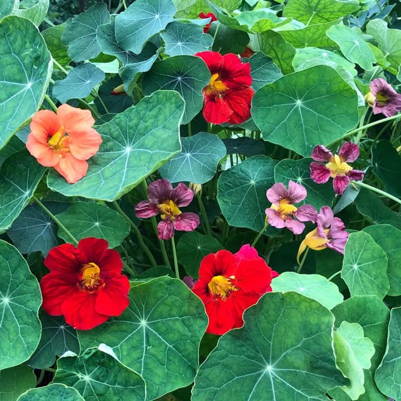 Avoid Heavy Fertilizing