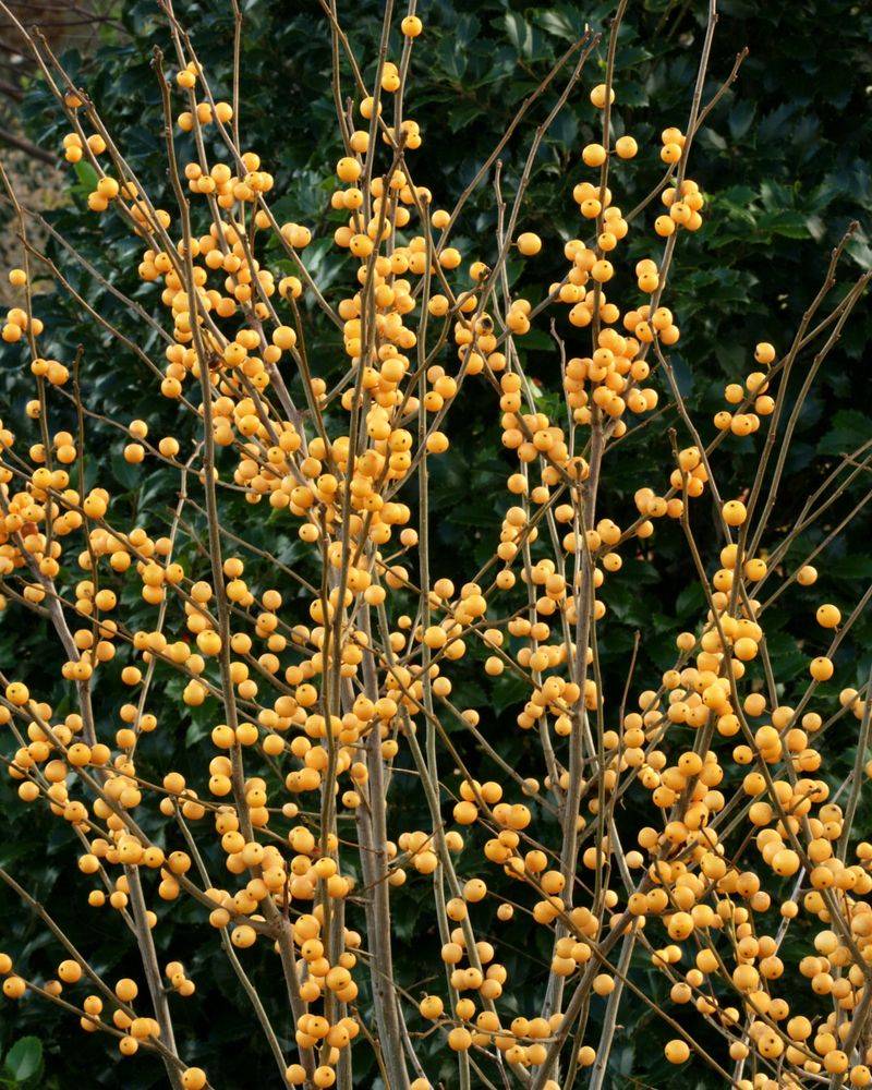 Include Red Or Yellow Berry-Producing Shrubs For Color Pops