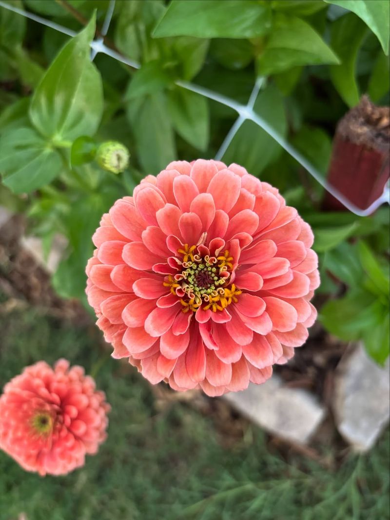 Waiting Too Long To Reseed For Fall Color