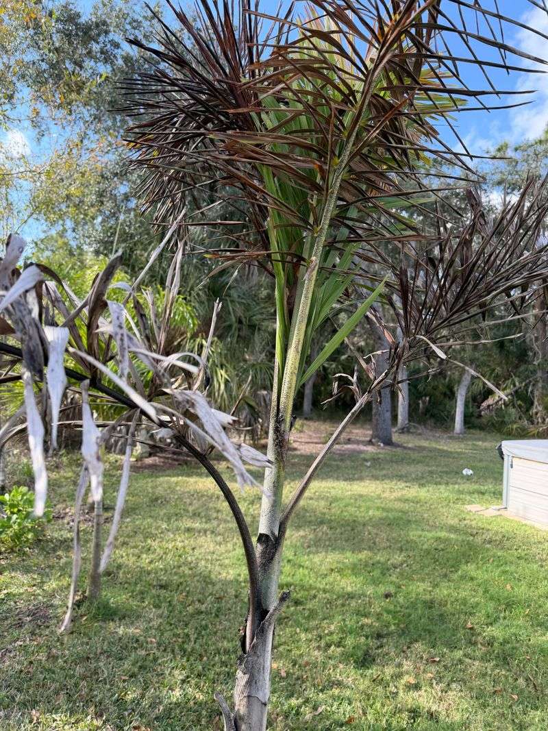 Spring Rain Can Wash Nutrients Away Too Fast