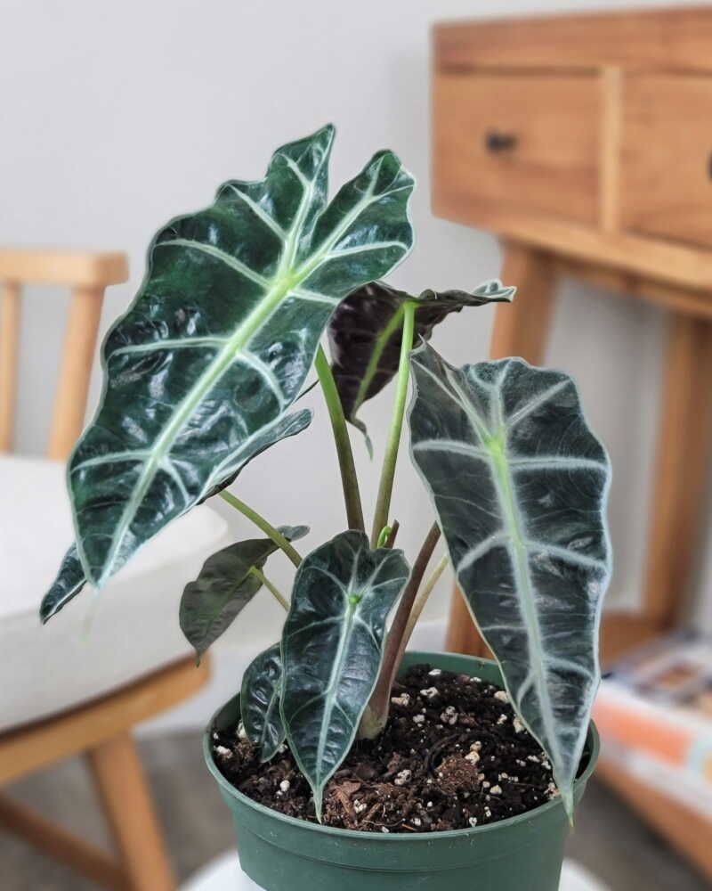 Fertilizing Too Frequently Or Too Strongly