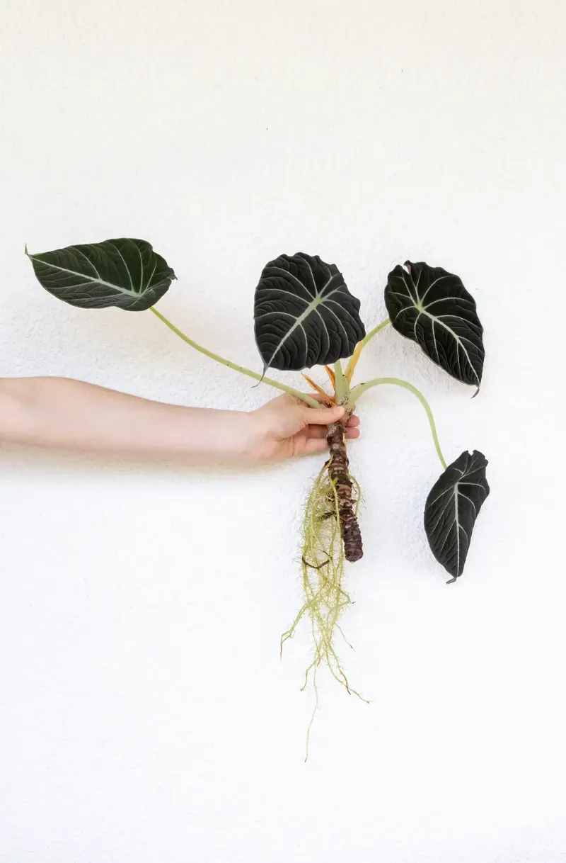 Ignoring Dormancy Needs