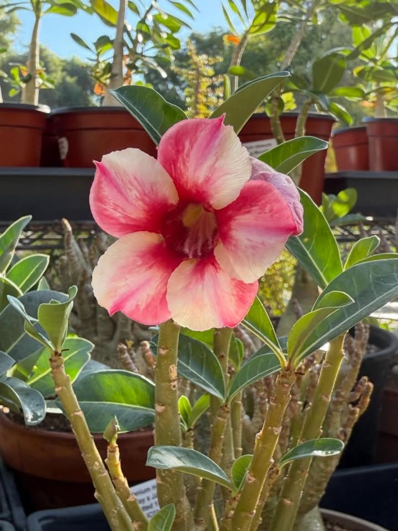 Dwarf Oleander Stays Strong In Intense Desert Conditions
