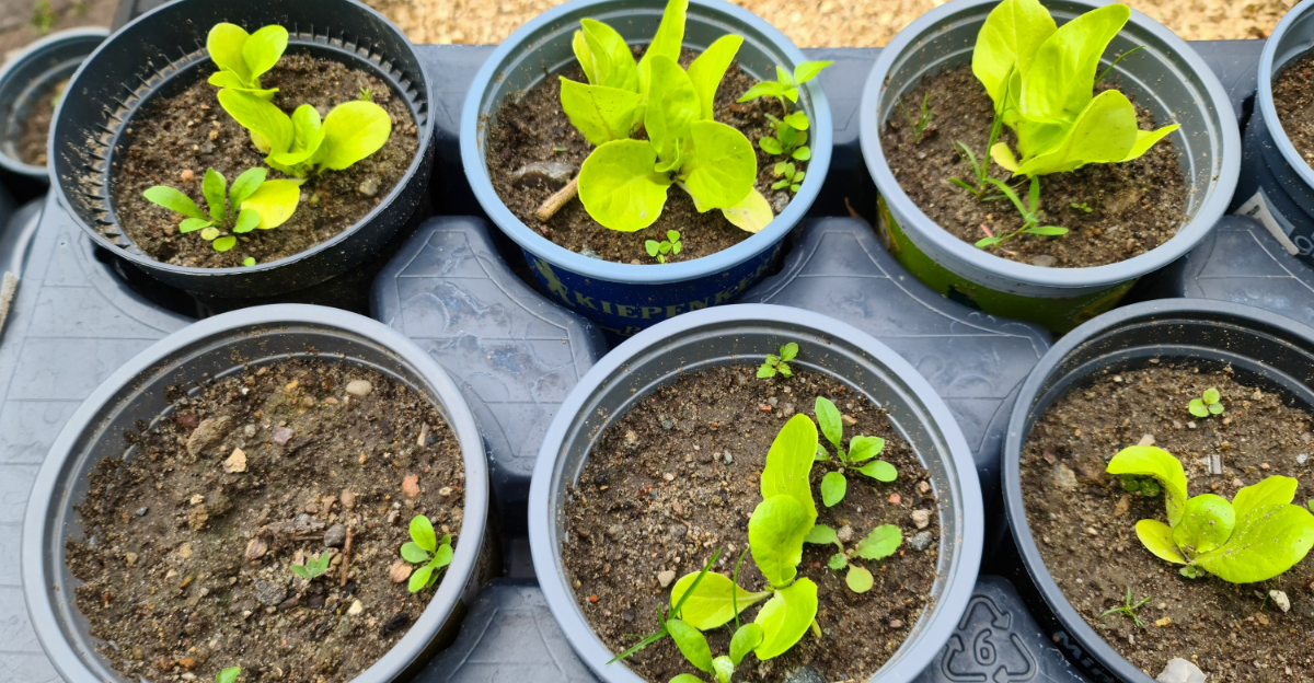 vegetables (featured image)