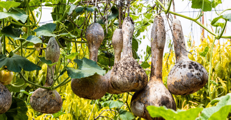vining gourds