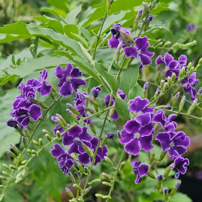 Duranta (Duranta Erecta, Purple Varieties)